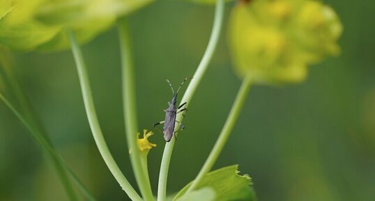 Dicranocephalus albipes - sous réserve