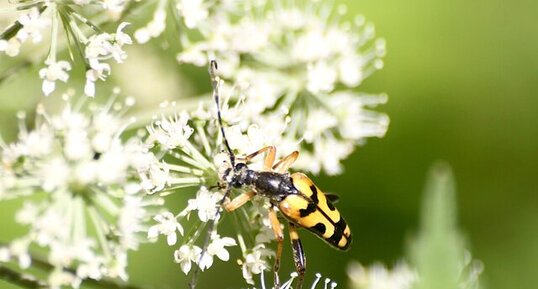 Rutpela maculata