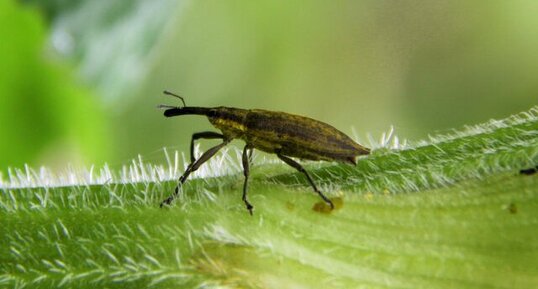 lixus iridis ?