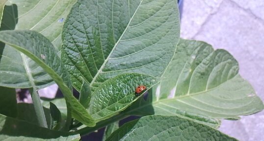 Coccinelle sur un Brugmansia