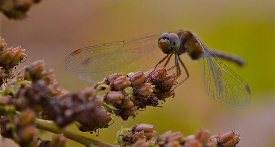 Le Sympetrum tardif (2)