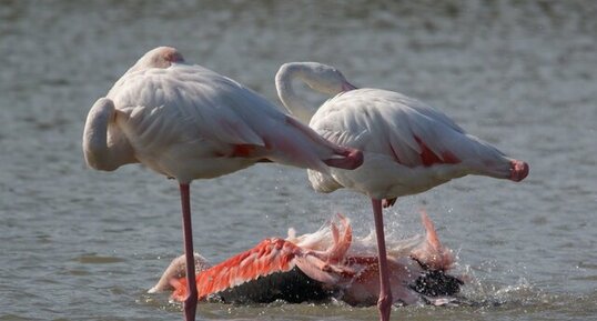 Quelques ablutions...