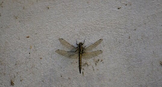 Orthetrum réticulé femelle