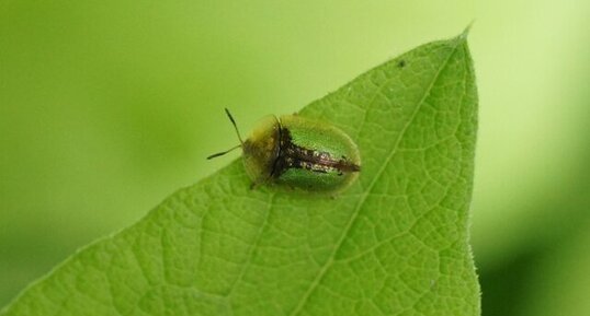 Cassida feruginosa - sous réserve