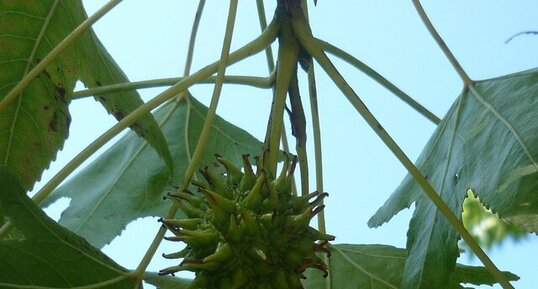 Fruit du liquidambar