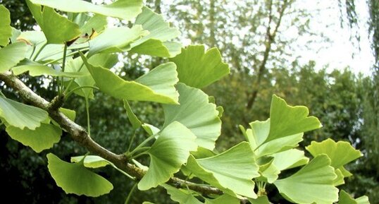 Ginkgo biloba