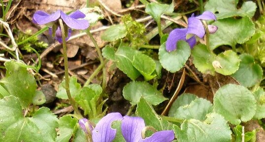 Violettes