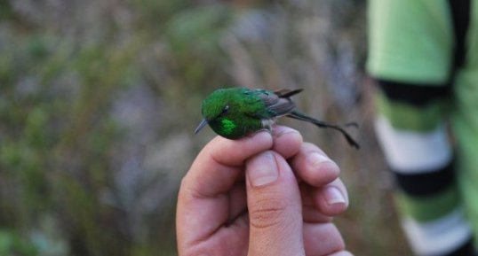 Colibri à longue queue