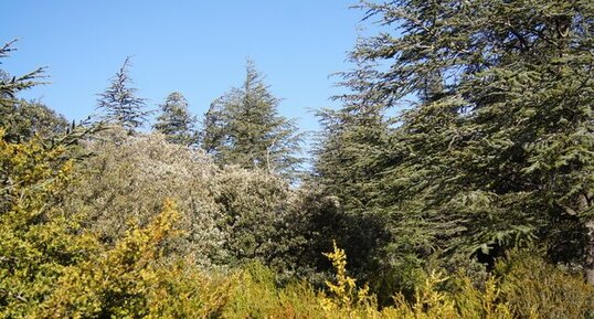 Forêt des cèdres