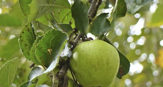 Pomme de glace