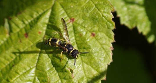 Tenthredo marginella - sous réserve