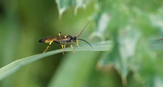 Macrophya sp.