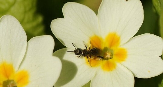 Andrena sp.