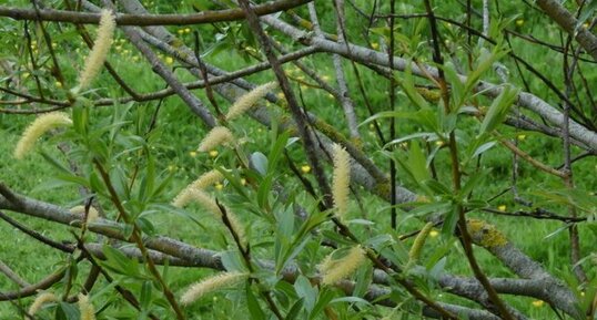 Jeune saule blanc