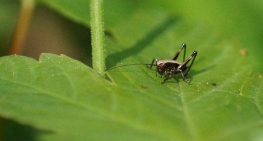 Pholidoptera griseoaptera juvénile