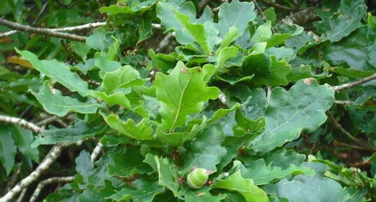 Feuilles de chêne et glands