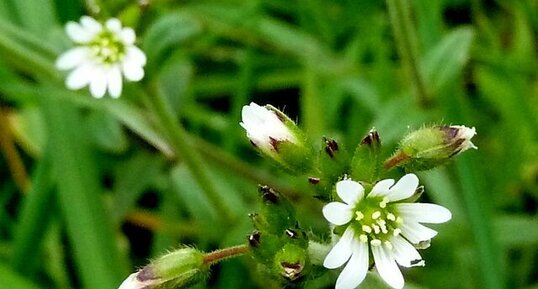 Cerastium arvense (céraiste des champs)