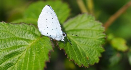 Le Petit Bleu des haies