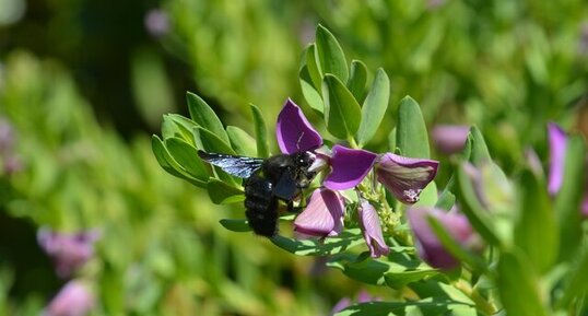 Bourdon noir