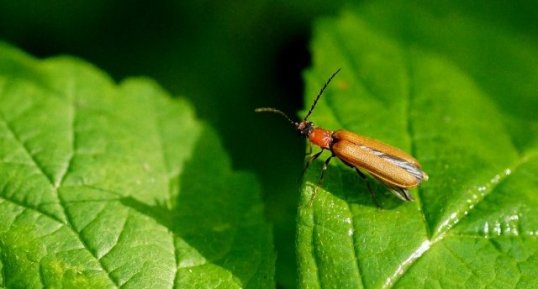 Pyrochroa coccinea