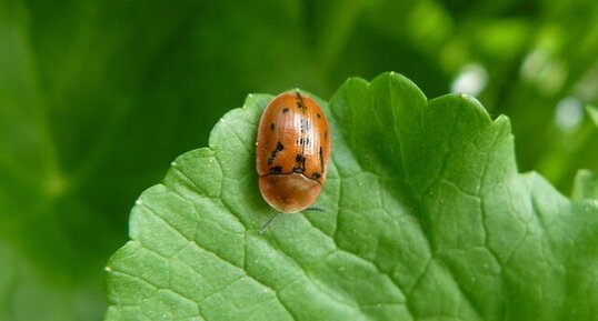 La Casside-coccinelle