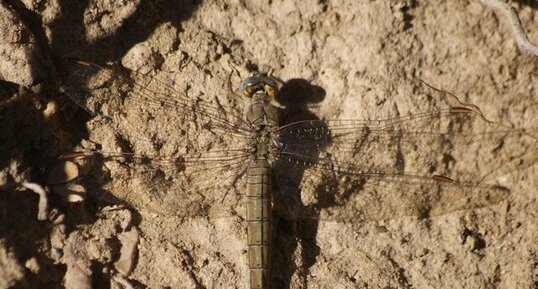 Orthetrum brunneum - femelle