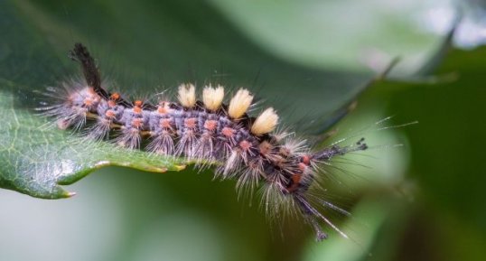 Bombyx étoilé Orgya antiqua