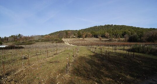 Vignes au repos