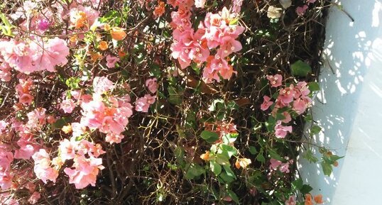 Le Bougainvillier