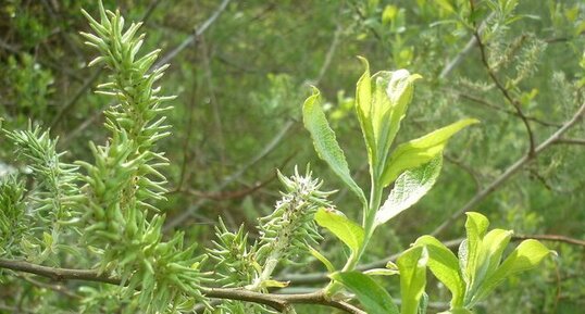 Saule blanc (salix alba) sous réserve