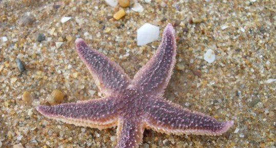 Étoile de mer (asteroidae)