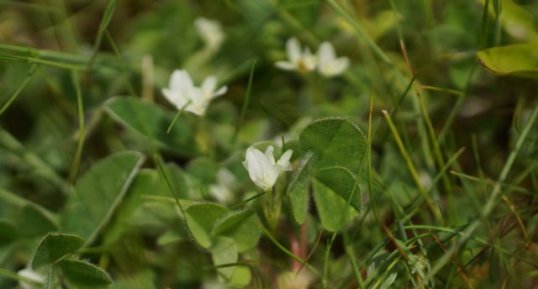 Oxalis des bois