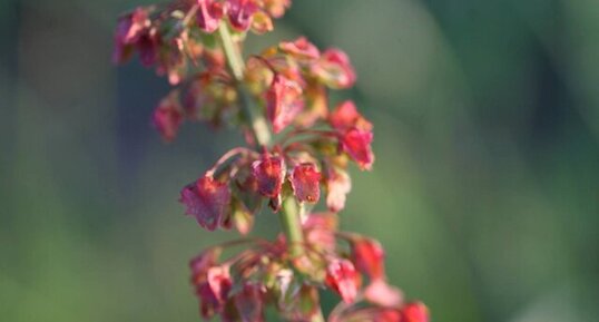 Fleurs de Rumex