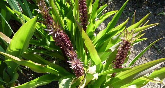 Eucomis comosa