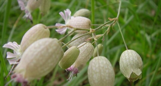 Silène enflé - silene vulgaris