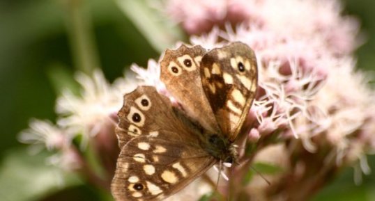 Papillon Tircis