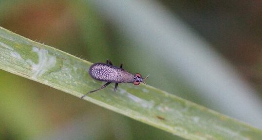 Comeracera marginata - sous réserve