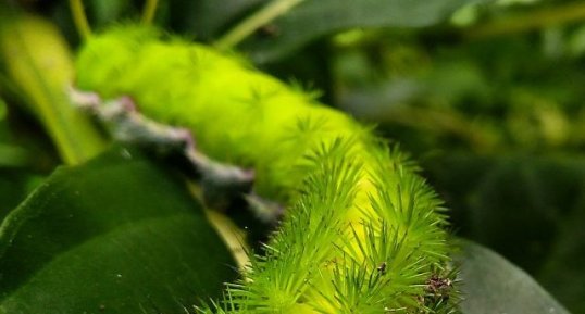 Chenille de Saturniidae