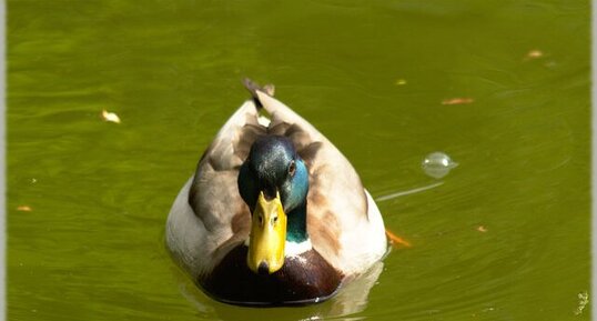 Canard colvert