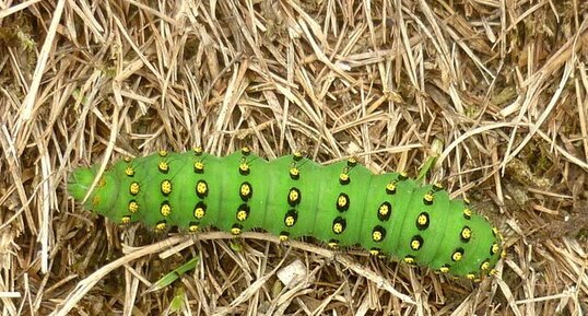 Chenille du petit paon de nuit (saturnia pavonia)