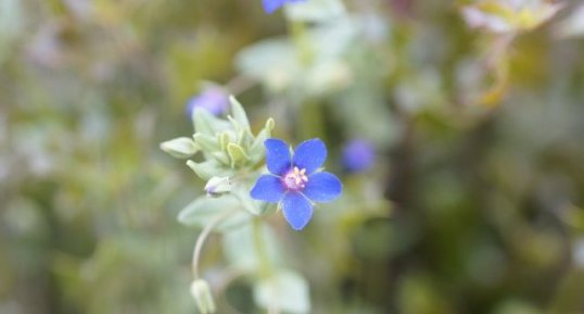 Fleur de mouron femelle