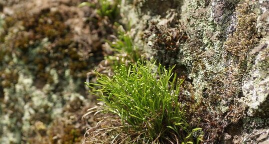 Asplenium septentrional - sous réserve