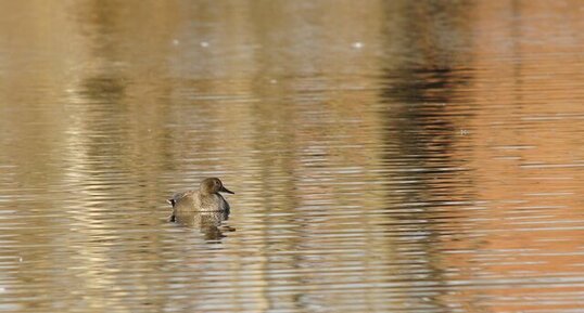 Canard chipeau