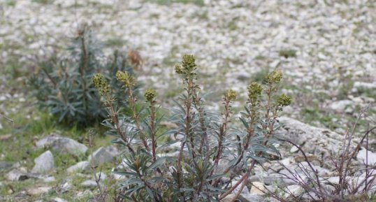 Euphorbia Characias