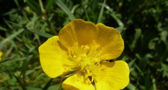 Bouton d'or. Ranunculus acris