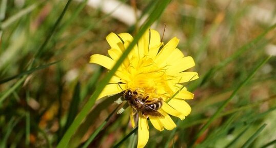 Colletes sp. - sous réserve