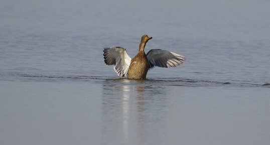 Canard colvert - femelle