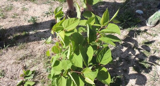 Renouée du Japon, Fallopia japonica