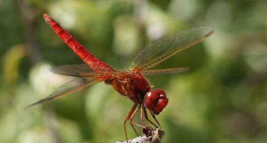 Crocothemis erythraea - mâle