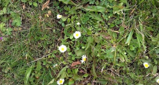 Pâquerette-Bellis perennis